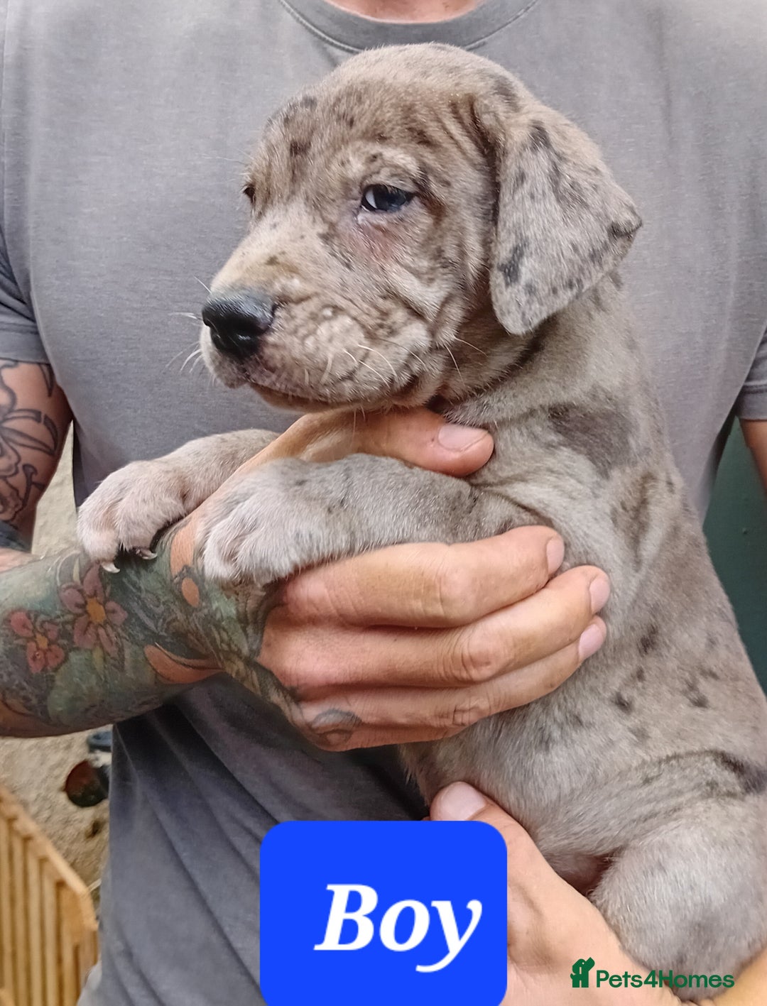 Mixed Breed dogs for sale: Taylors Minidane (Bulldane) Pups Available  - Image 1