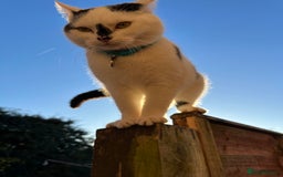 Mixed Breed cats for sale: Male  Cat - Image 1