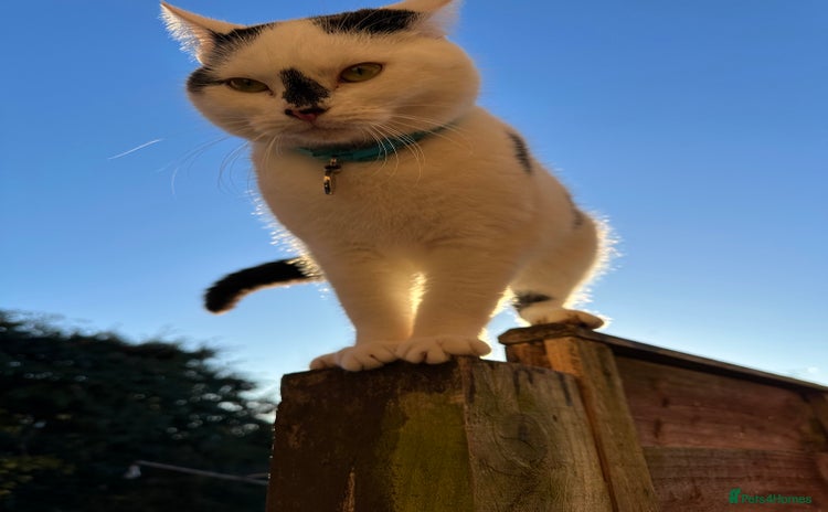 Mixed Breed cats - Advert 8