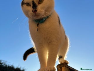 Mixed Breed cats - Advert 11