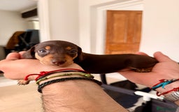 Mixed Breed dogs for sale: Miniature Dachshund × Dachshund Cockapoo Puppies - Advert 14