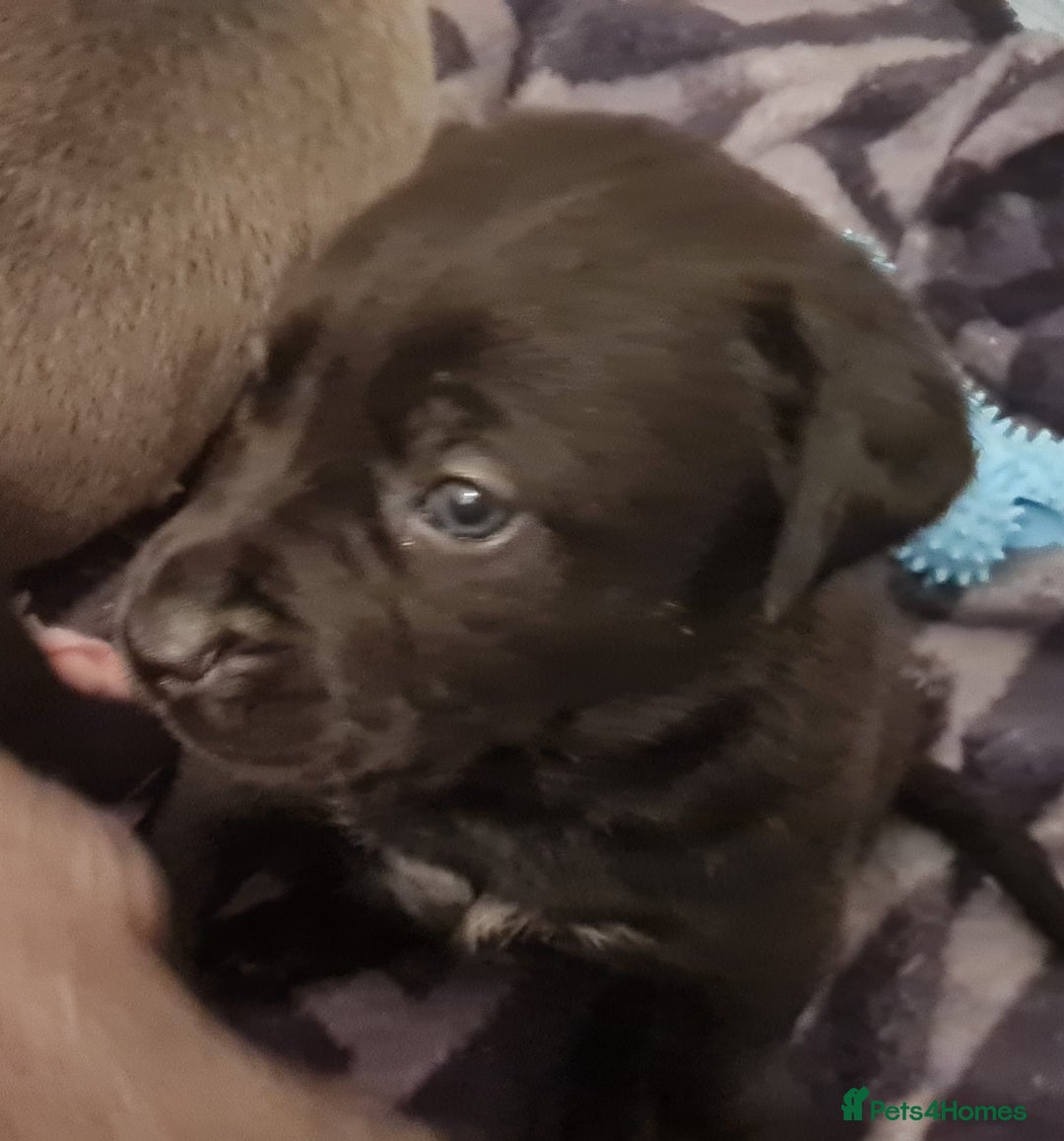 Mixed Breed dogs for sale: Presa canario - Advert 25