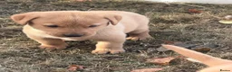 Labrador Retriever dogs for sale: KC REG Fox red Labrador puppies  in Liskeard - Advert 7