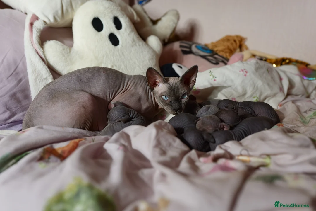 Sphynx cats for sale: Lovely Sphynx Kittens available - Advert 25