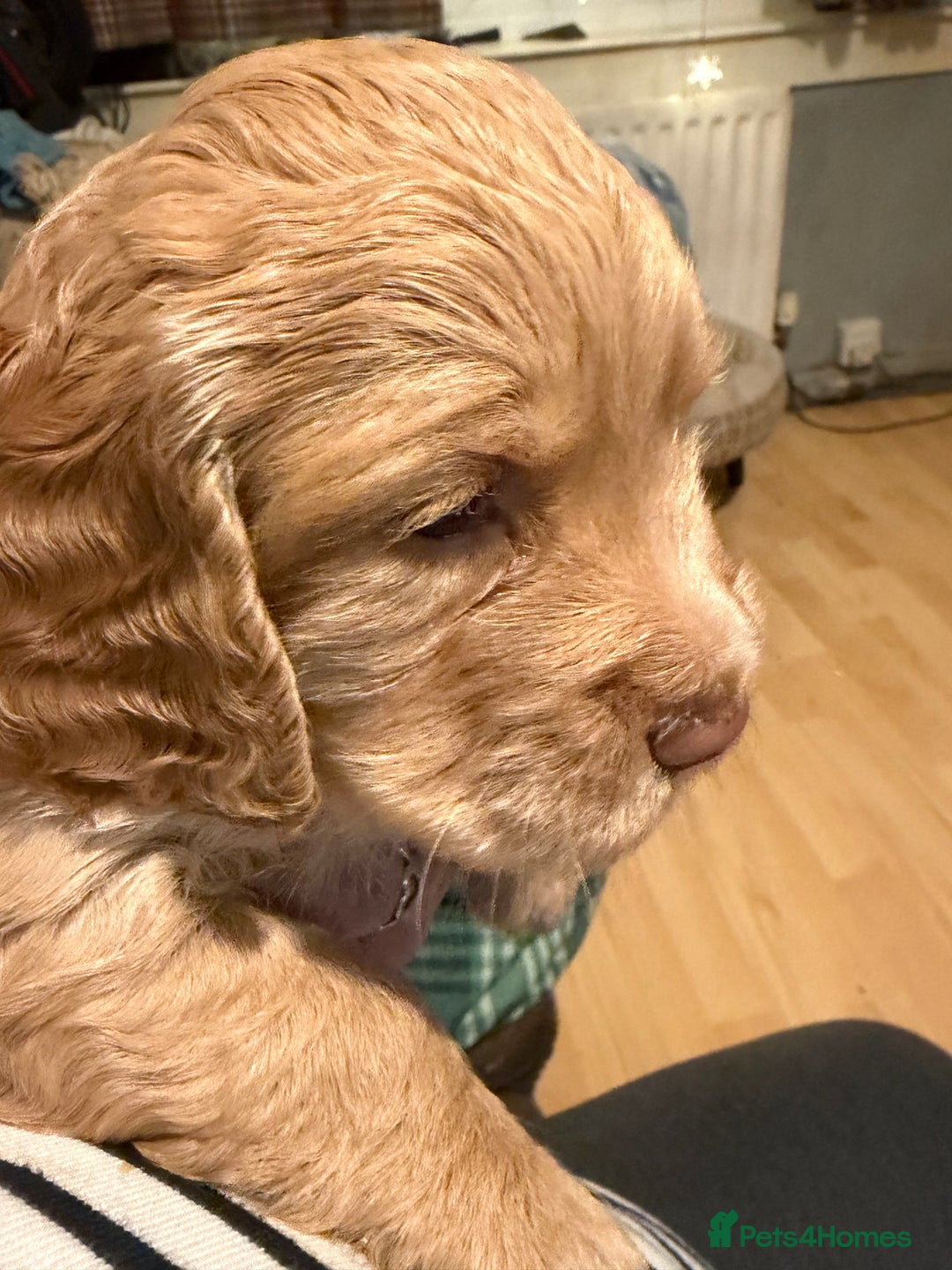Cocker Spaniel dogs for sale: Beautiful working cocker spaniel KC registered  - Advert 8