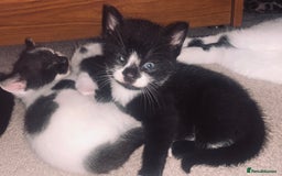 Mixed Breed cats for sale: Kittens - 2 boys 1 girl - ready to leave! - Image 21