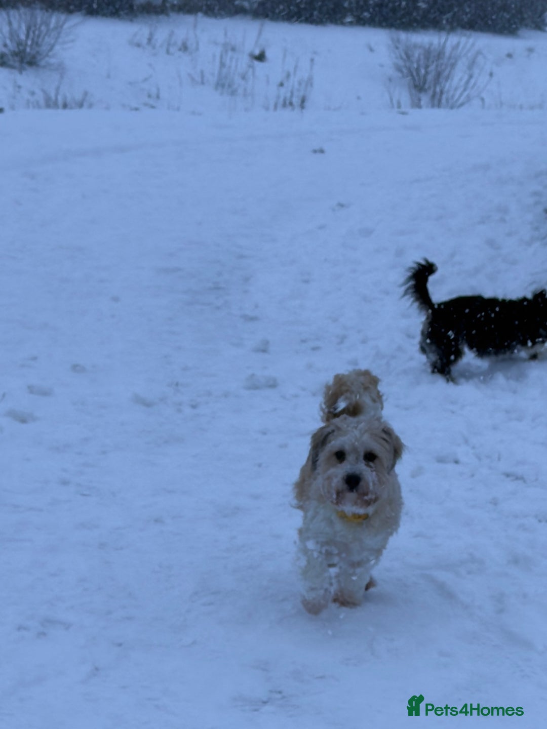 Mixed Breed dogs for sale: Shihpoo mix pups - Advert 1