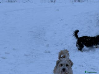 Mixed Breed dogs Shihpoo mix pups - Advert 1