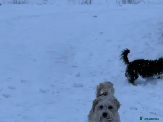 Mixed Breed dogs Shihpoo mix pups - Advert 2