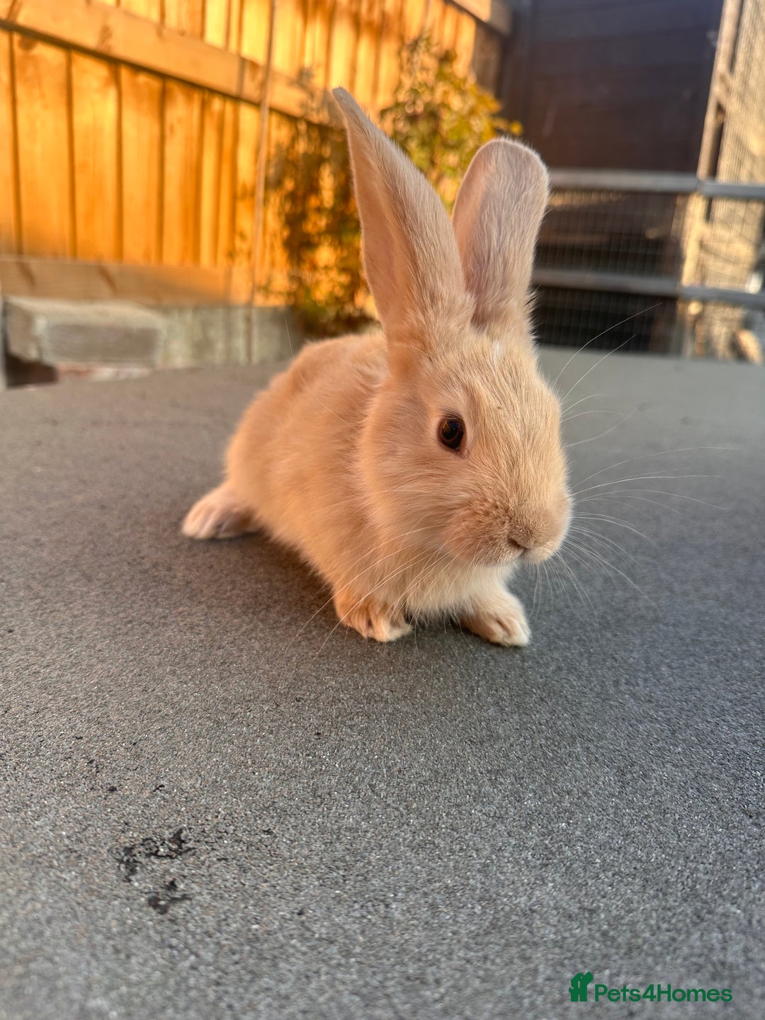 Continental Giant rabbits for sale: Baby giants  - Image 7