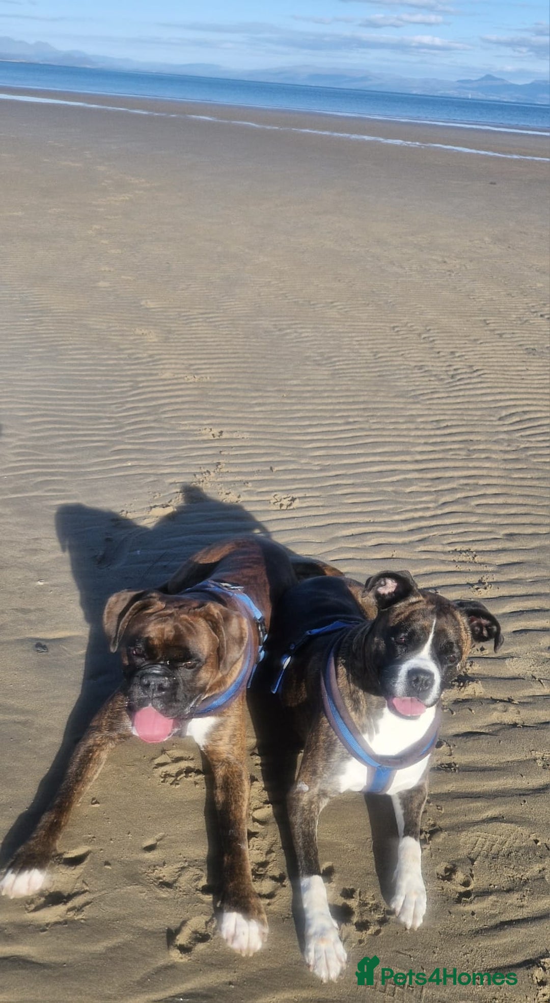 Boxer dogs for sale: Beautiful Pedigree Boxer Pups - Advert 6