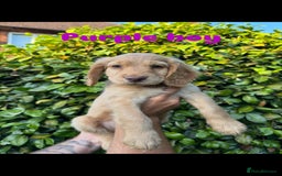 Cocker Spaniel dogs for sale: READY TO GO.. beautiful cocker spaniel puppies - Image 3