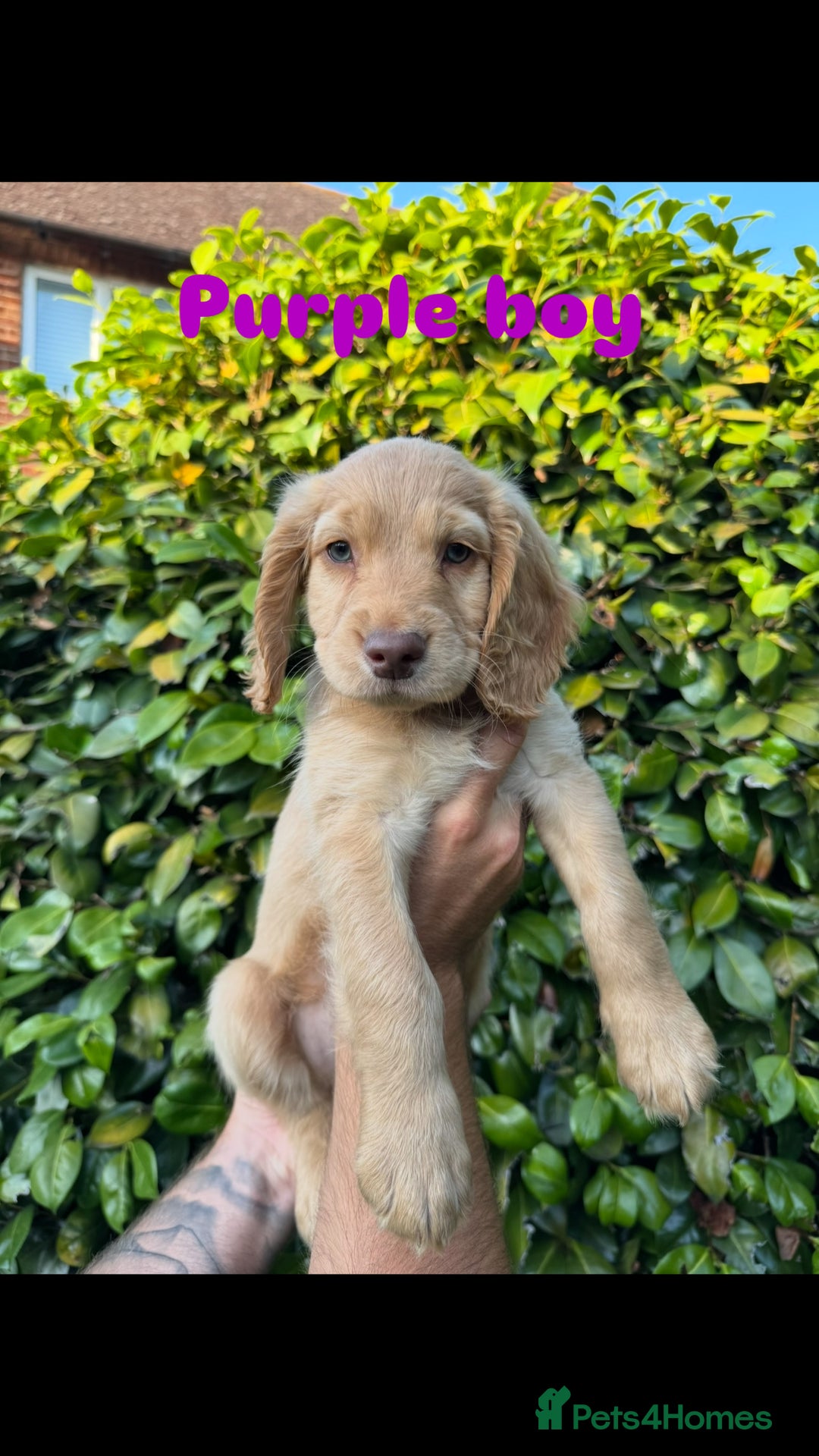 Cocker Spaniel dogs for sale: READY TO GO.. beautiful cocker spaniel puppies - Image 3