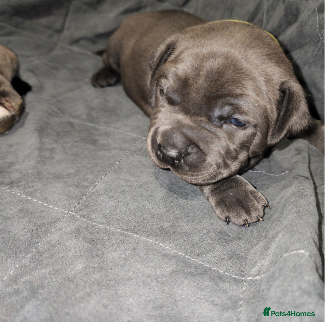 Staffordshire Bull Terrier dogs for sale: Worming Kc Reg %100Pure Staffy Puppies - Advert 15