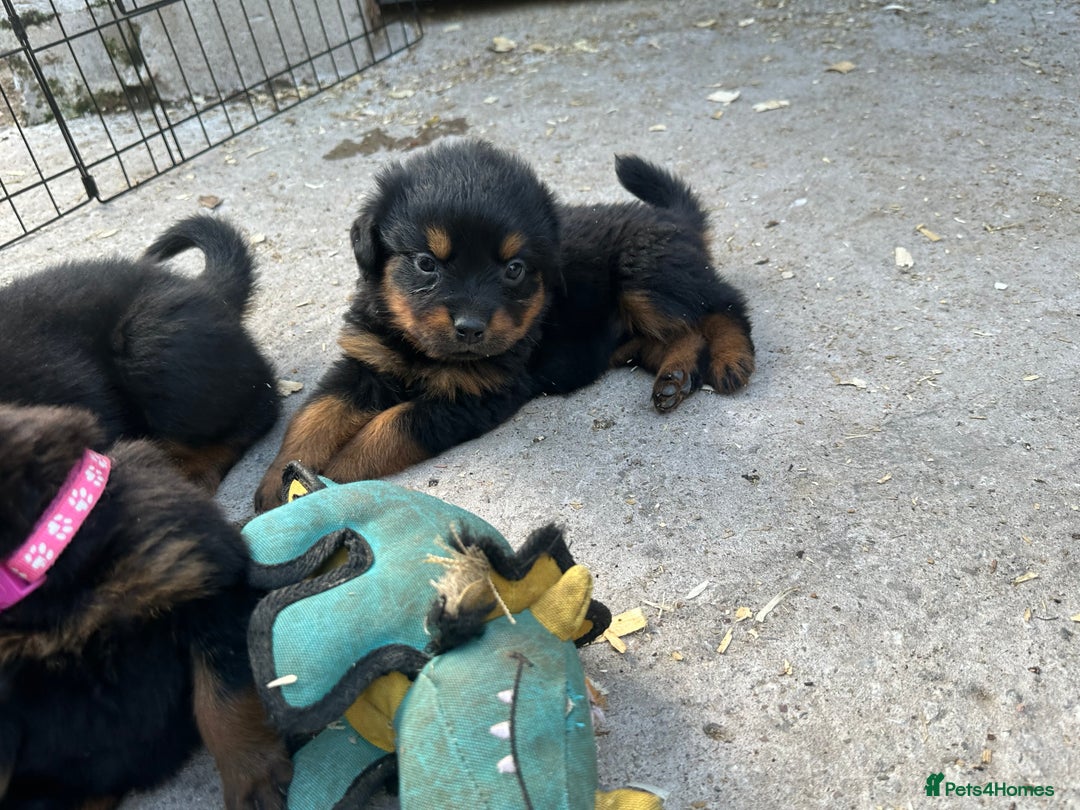 Rottweiler dogs for sale: Kc reg Rottweiler boy Ready now 8 weeks - Image 4