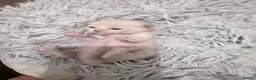 Burmese cats for sale: GCCF registered - Home Raised Burmese Kittens - Advert 7
