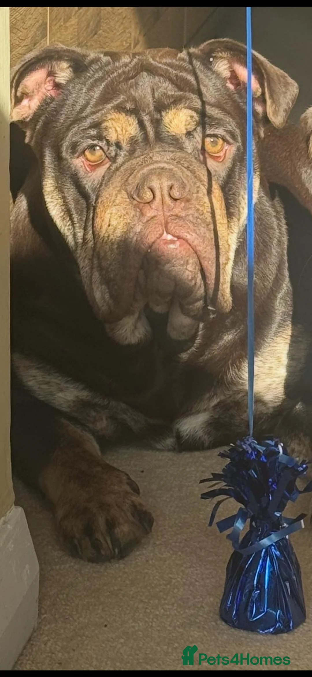 English Bulldog dogs for sale: English bulldog  - Advert 2