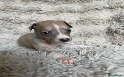 Mixed Breed dogs for sale: 3/4 Italian greyhound puppies  - Image 28