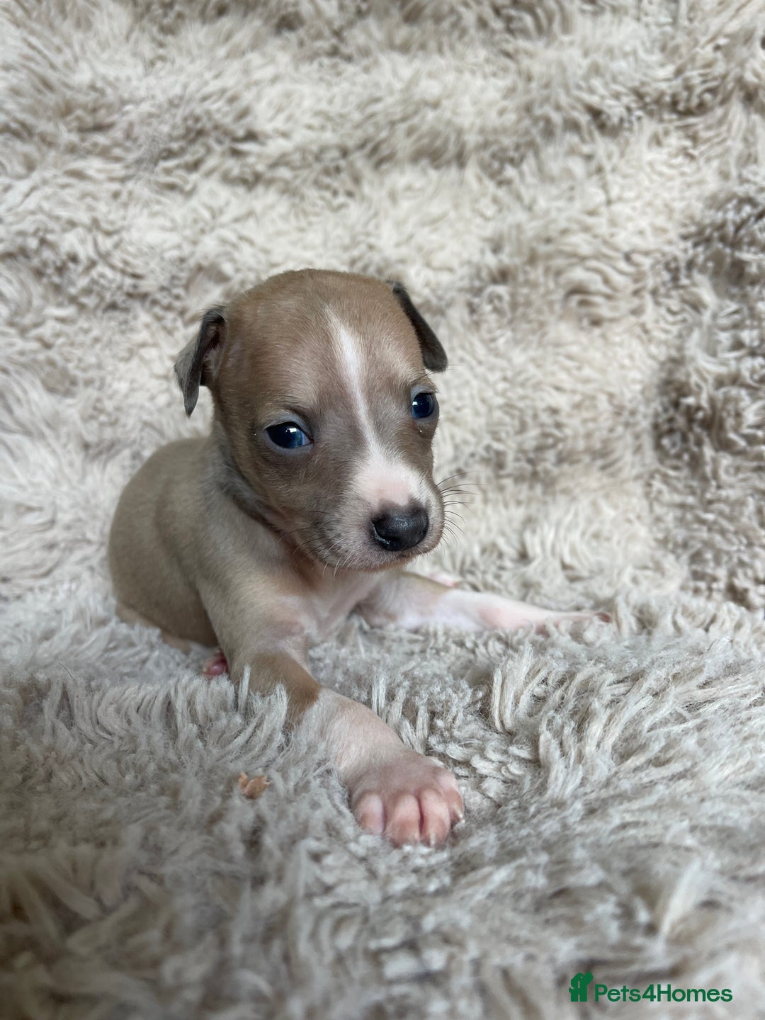 Mixed Breed dogs for sale: 3/4 Italian greyhound puppies  - Image 28