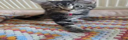 Mixed Breed cats for sale: Tabby cross persian kittens for sale  - Advert 6