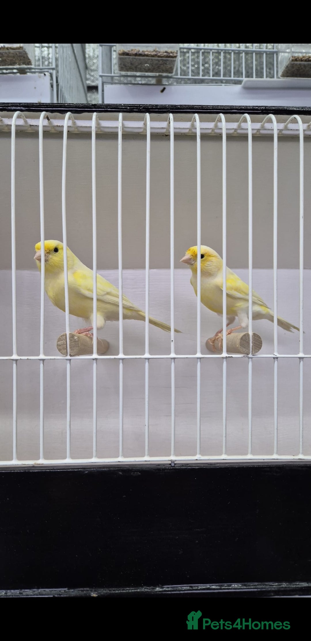 Canaries birds for sale: Canaries for sale - Advert 13