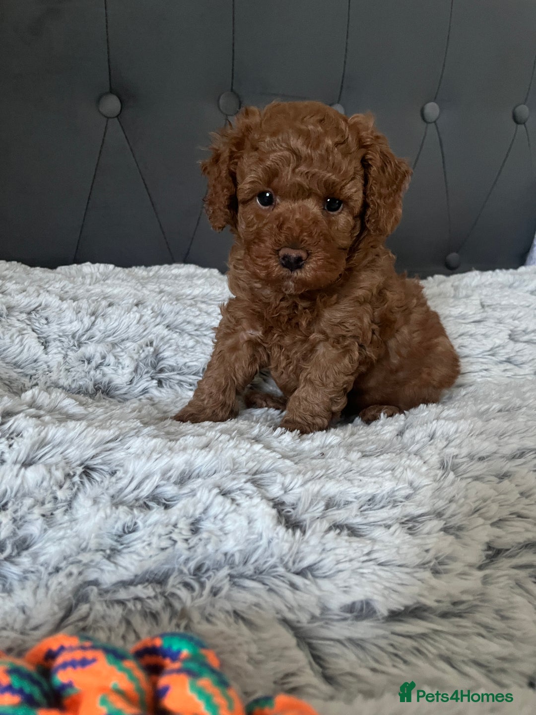 Toy Poodle dogs for sale: Toy poodle puppies - Advert 6