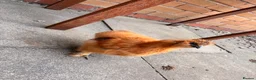Chickens poultry for sale: Chicken silkey - Advert 4