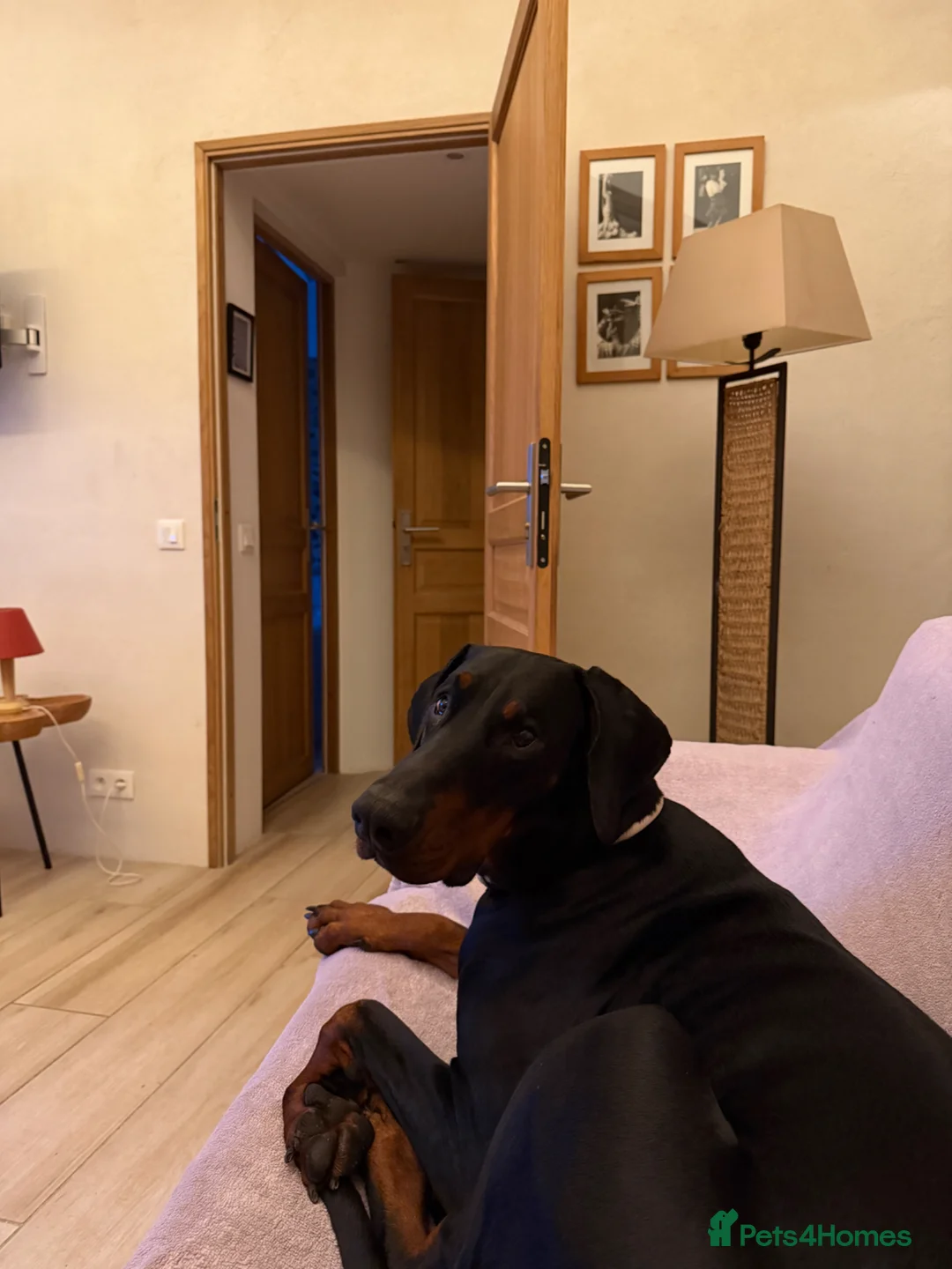 Dobermann dogs for sale: 5 year Old Male - Advert 2