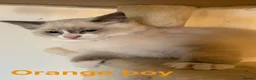 Ragdoll cats for sale: Beautiful Ragdolls-Vaccinated-2 boys-3 girls.  - Advert 22
