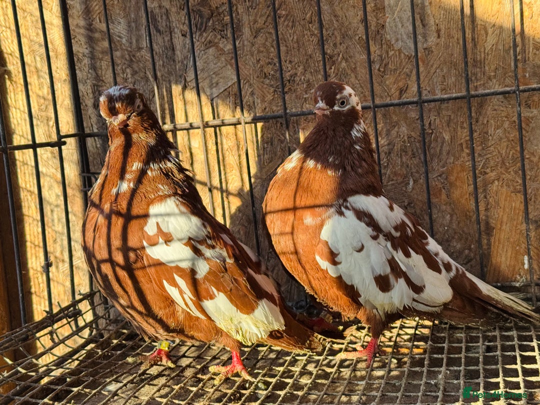 Pigeons birds for sale: RARE ENGLISH SHORTFACE TUMBLERS - Advert 13