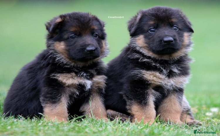 German Shepherd dogs - Advert 1