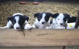 Border Collie dogs for sale: collie pups for working homes - Advert 4