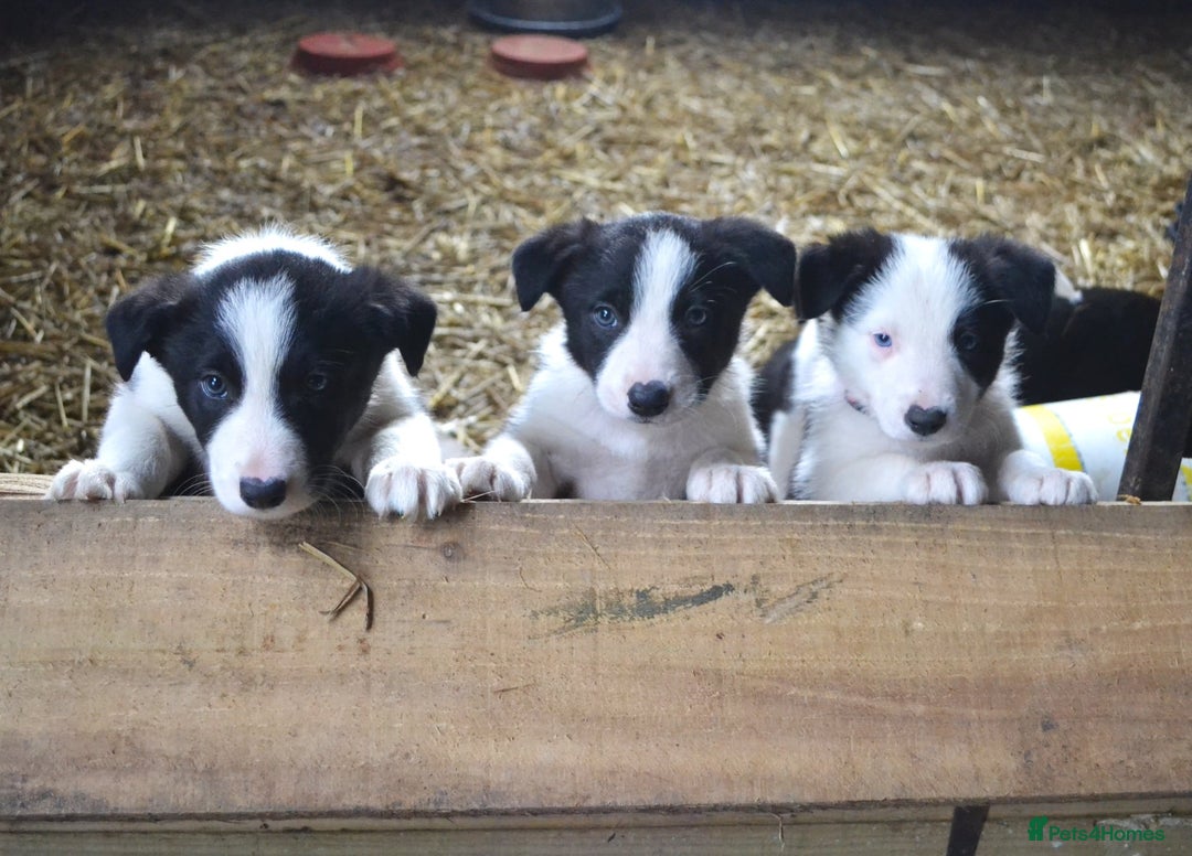 Border Collie dogs for sale: collie pups for working homes - Advert 4