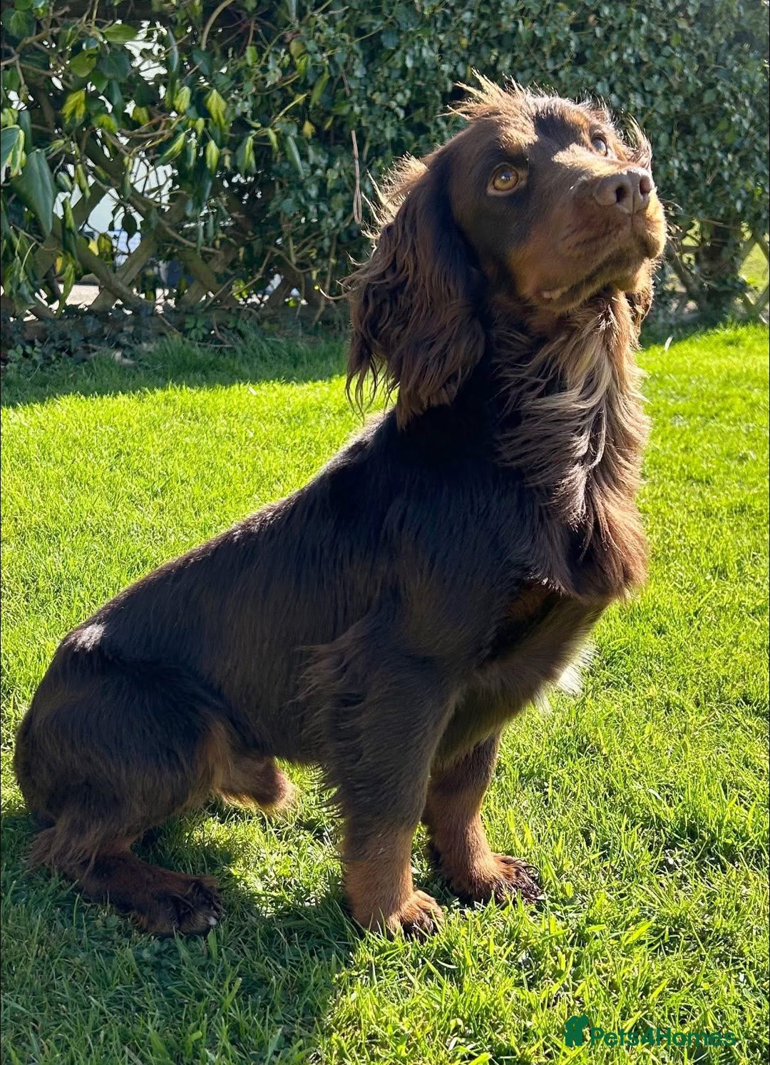 Sprocker dogs for sale: Sprocker spaniel Puppies  - Advert 4