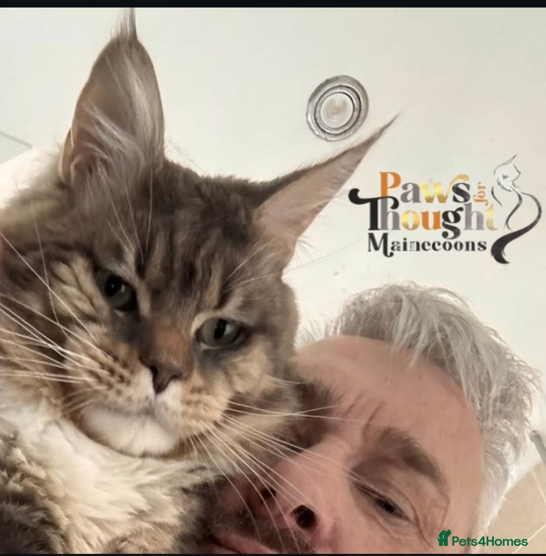 Maine Coon cats for sale: Stunning quality silver Tica Mainecoon kittens  - Advert 26