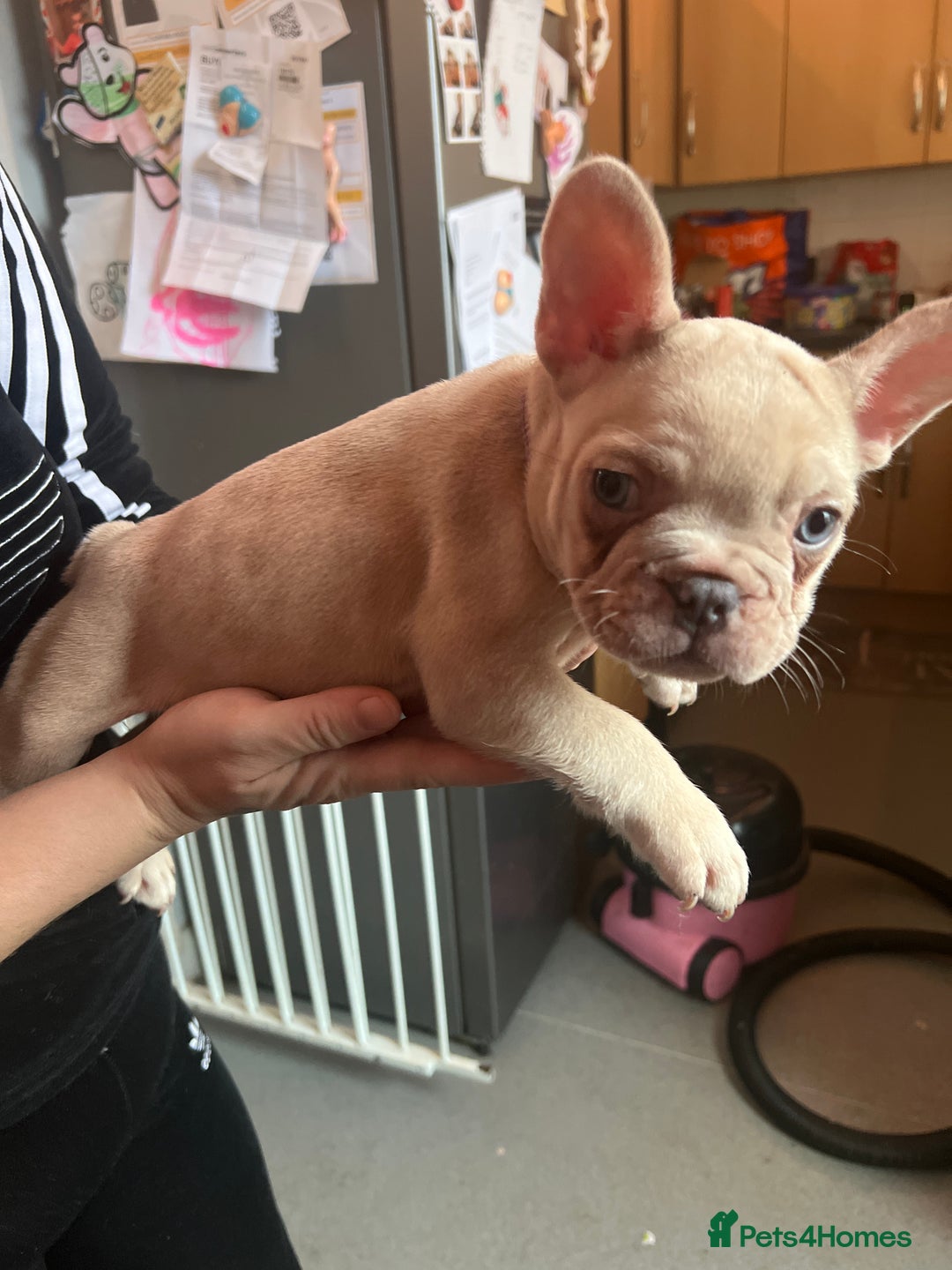 French Bulldog dogs for sale: Female French bulldogs  - Advert 4