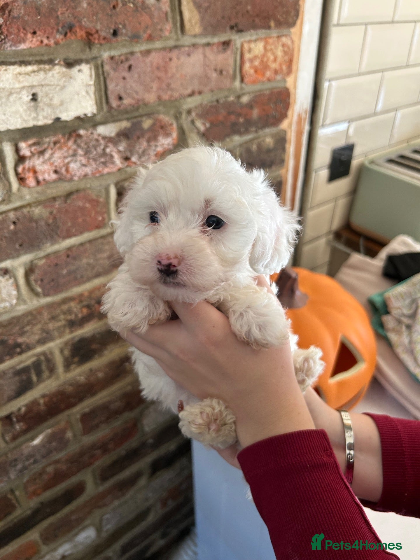 Maltipoo dogs for sale: ❤️❤️ 1 GIRL LEFT  Beautiful maltipoo puppies❤️❤️ - Advert 2