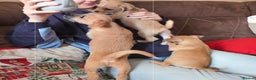 Chihuahua dogs for sale: Puppies  - Advert 6