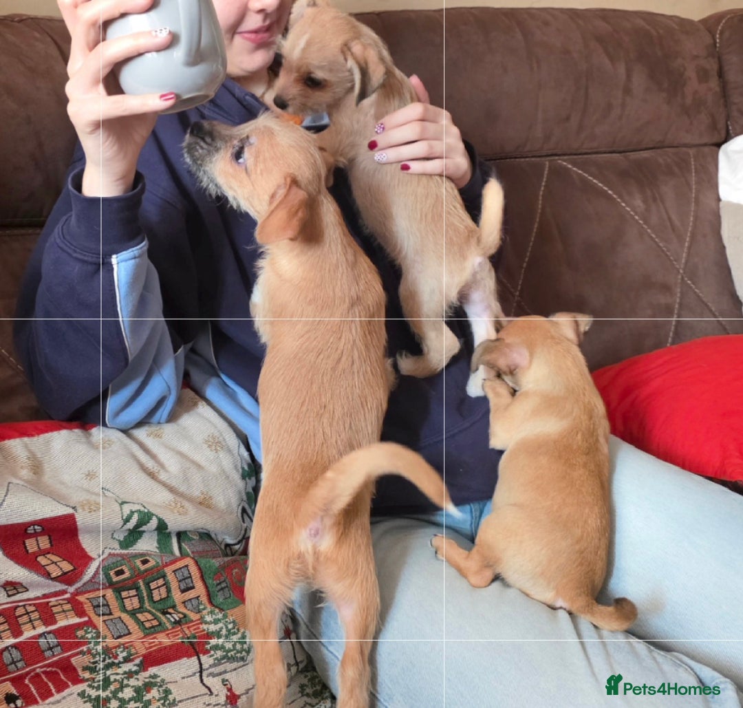 Chihuahua dogs for sale: Puppies  - Advert 6