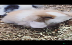 Mini Lion Lop rabbits for sale: Unique Bunnies  - Image 5