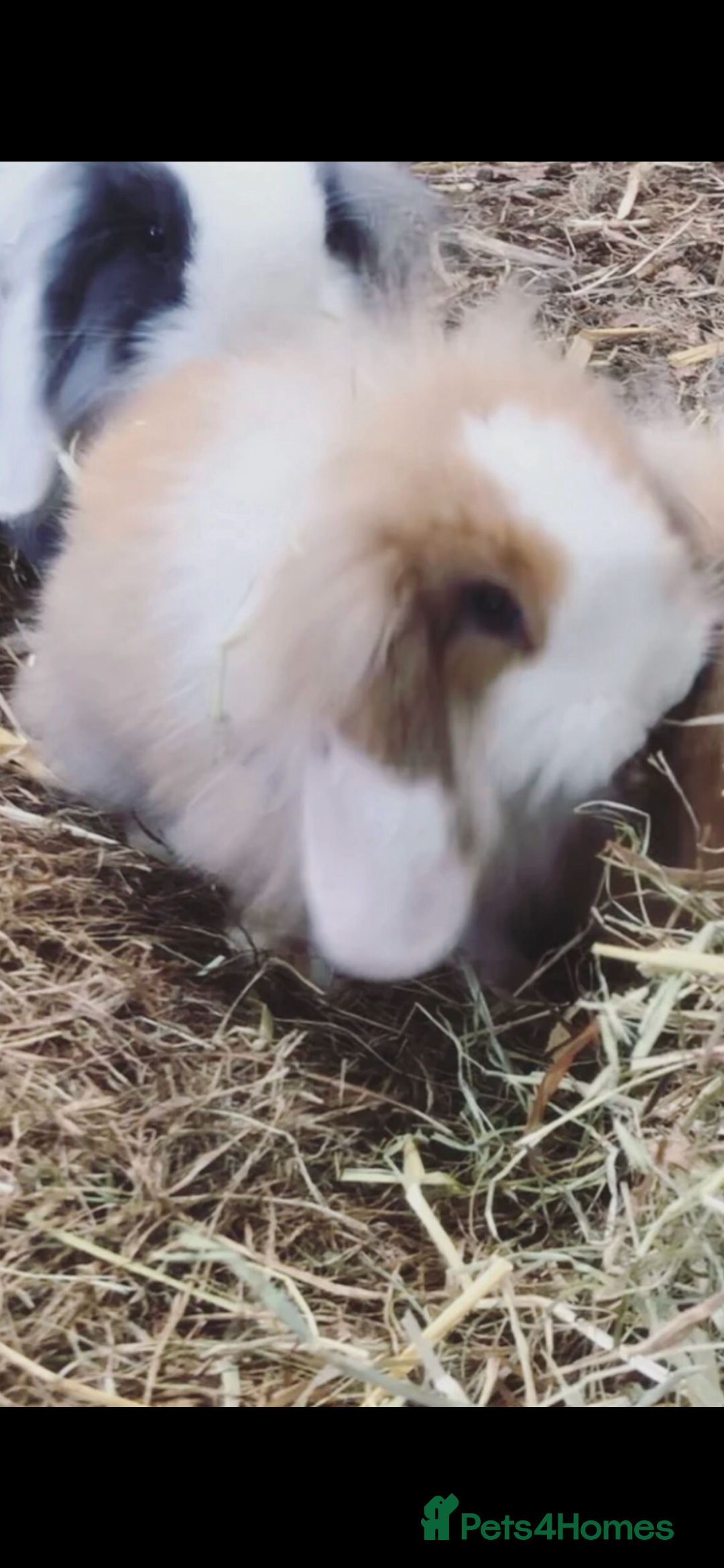 Mini Lion Lop rabbits for sale: Unique Bunnies  - Image 5