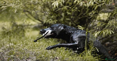 Labrador Retriever dogs - Advert 1
