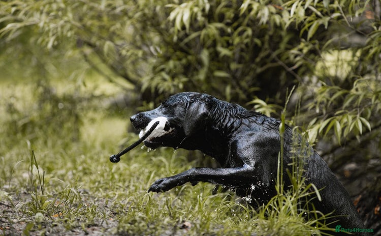 Labrador Retriever dogs - Advert 11