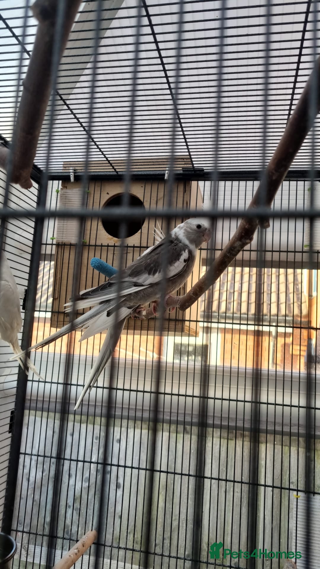 Cockatiels birds Cockatiels 🕊️ I Babies and Adults Available  - Advert 2