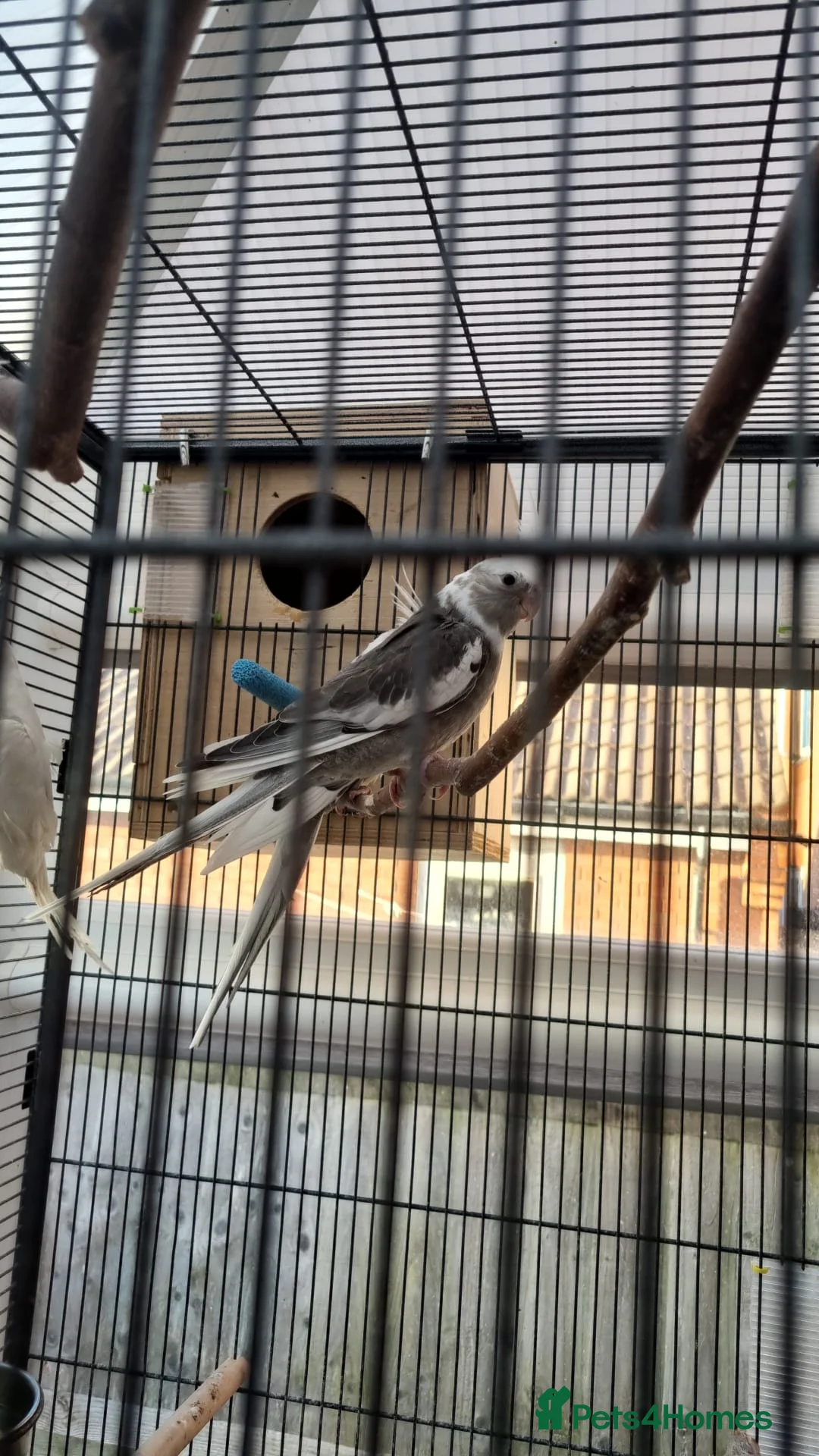 Cockatiels birds for sale: Cockatiels 🕊️ I Babies and Adults Available  - Advert 2
