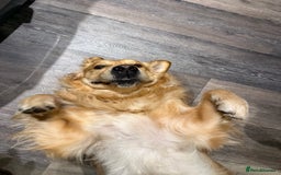 Golden Retriever dogs for sale: Bailey, 2 Year Old Golden Retriever - Advert 5