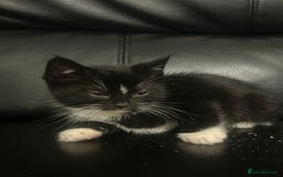 Mixed Breed cats for sale: Beautiful kittens READY NOW - Image 13