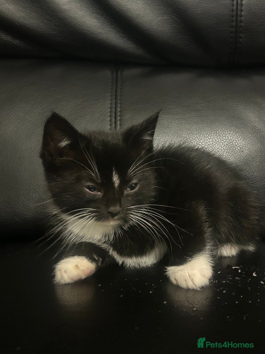 Mixed Breed cats for sale: Beautiful kittens READY NOW - Image 13