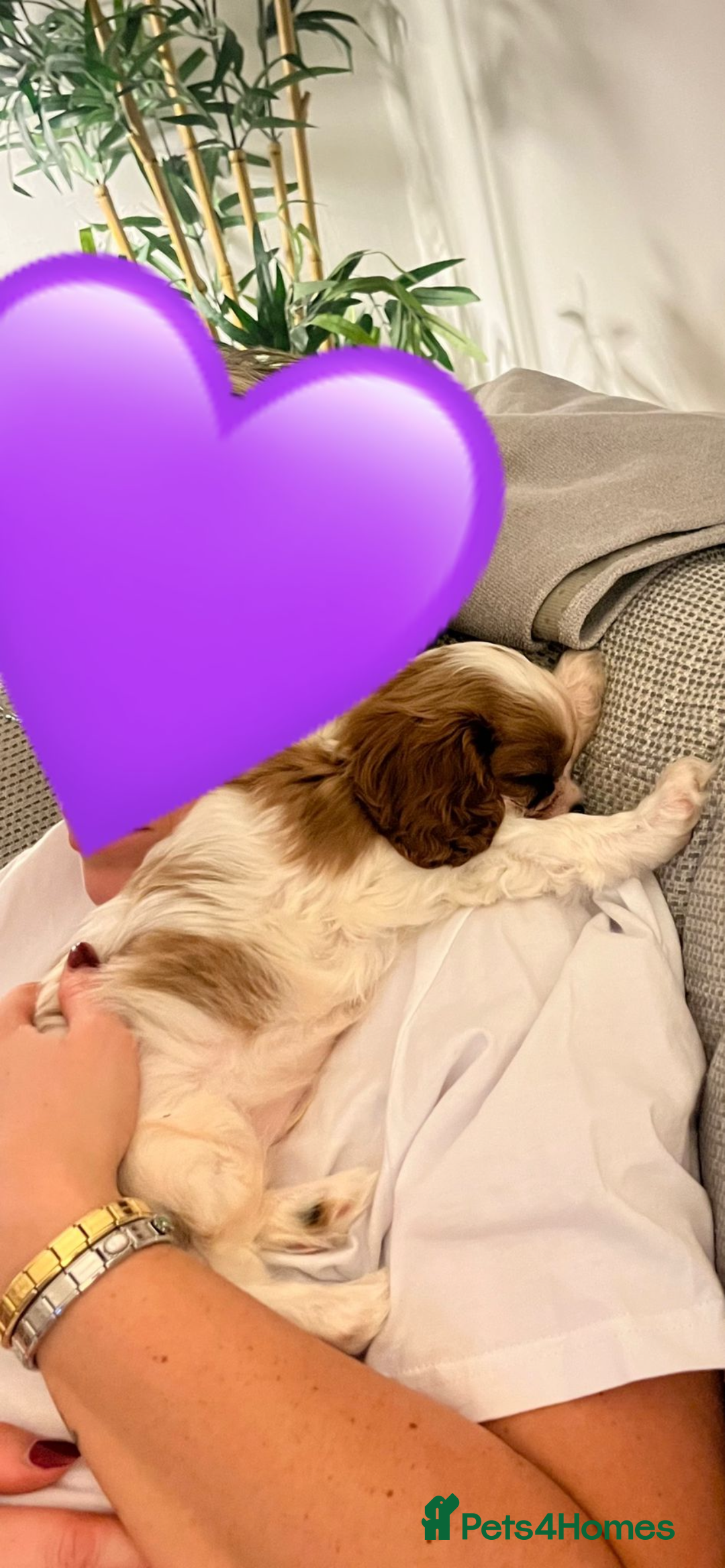 Cavalier King Charles Spaniel dogs for sale: Singleton Blenheim Cavalier Boy – Family Raised - Advert 8