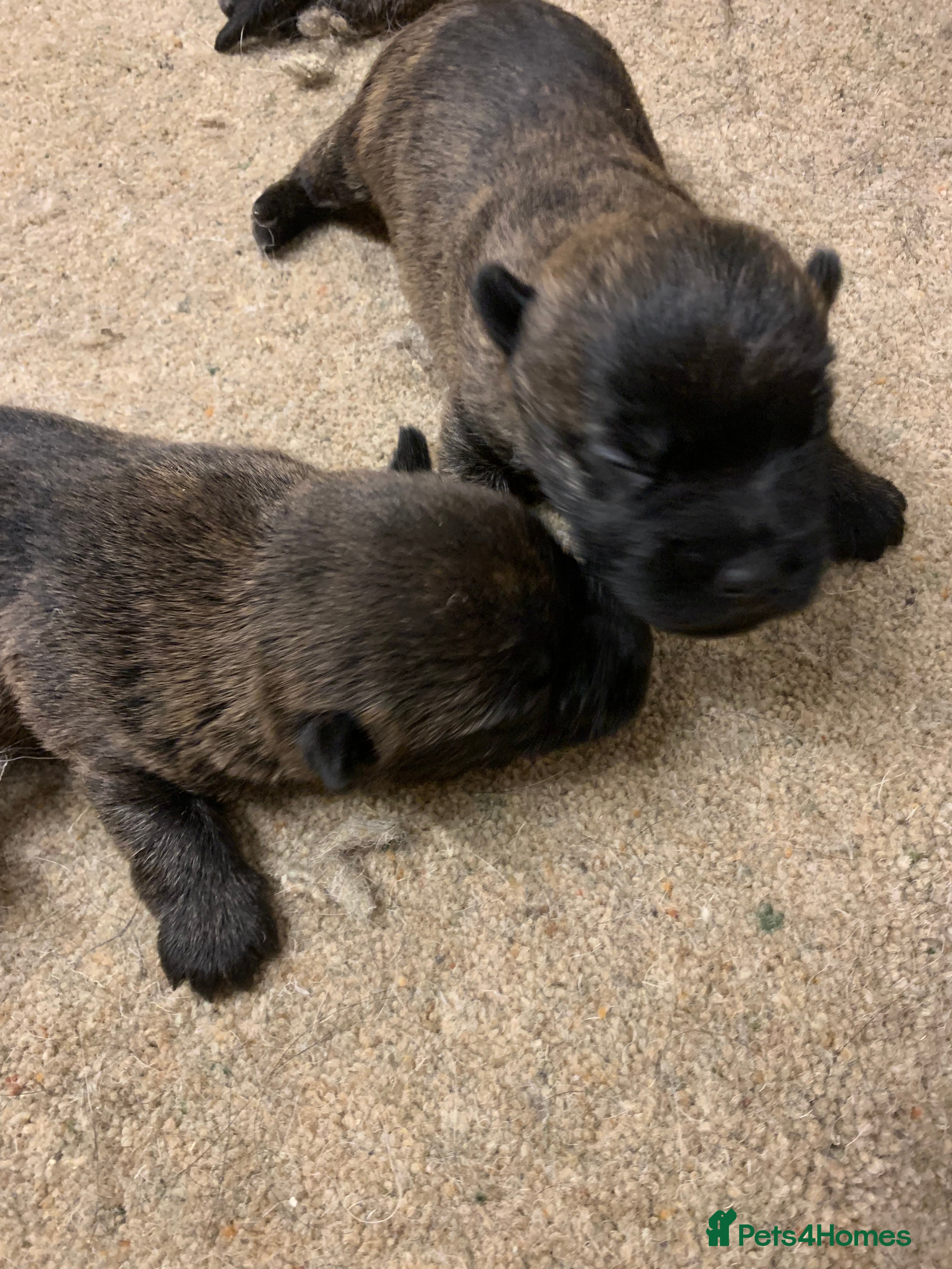 Cairn Terrier dogs Pure Bred Cairn Terrier puppies  - Advert 1
